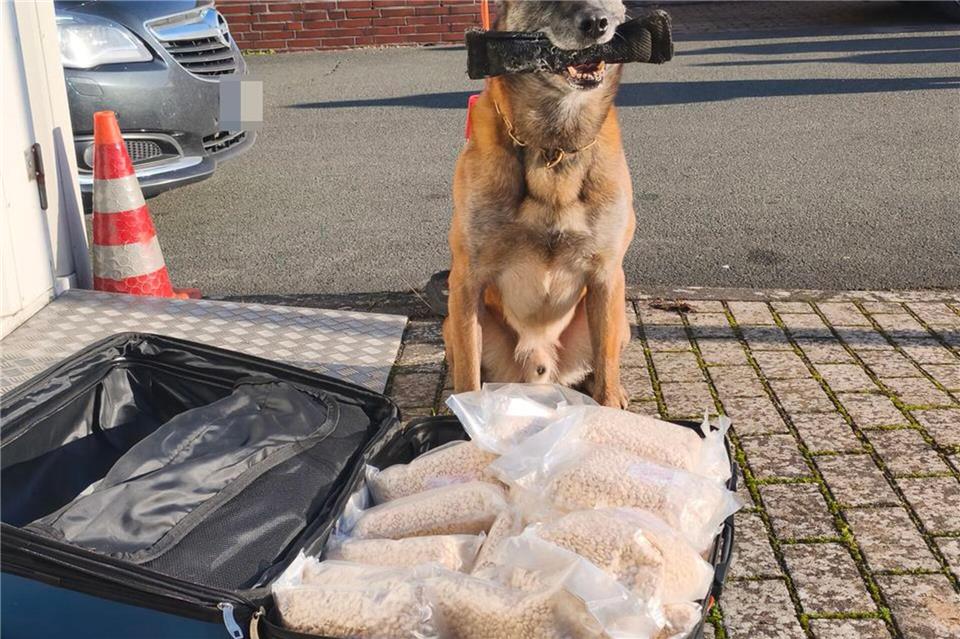 Behilflich bei der Drogensuche war Polizei-Spürhund Lemmy.-/Polizei Höxter/dpa