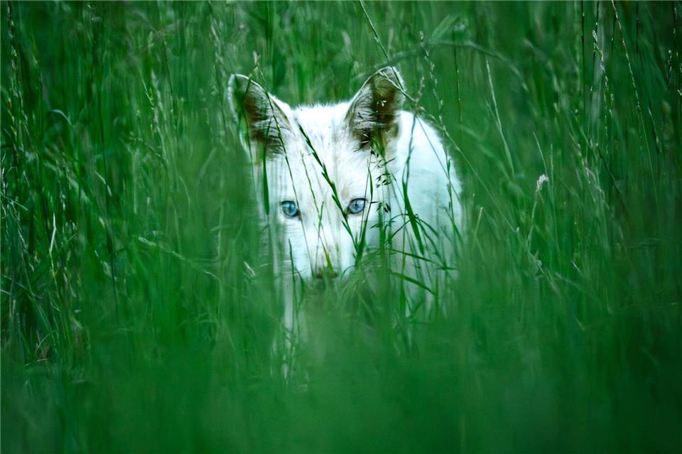Bei Albinismus wären die Augen des jungen Fuchses rot - sie sind aber leuchtend blau.Dominik Reigl/LBV/dpa