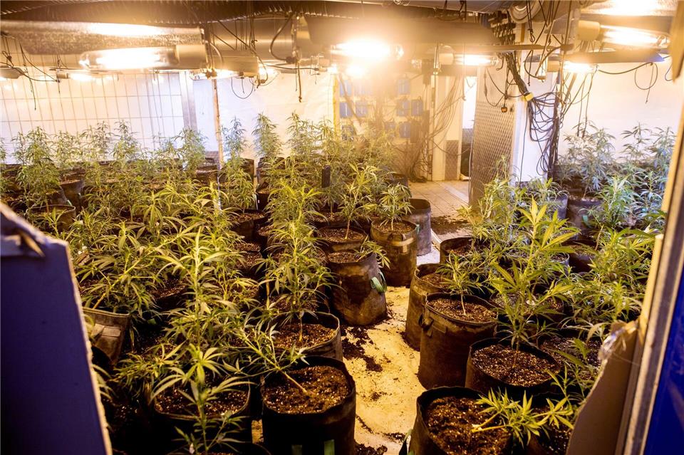 Bei Durchsuchungen sind fünf Menschen festgenommen und eine Cannabisplantage ausgehoben worden. (Symbolbild)Hauke-Christian Dittrich/dpa