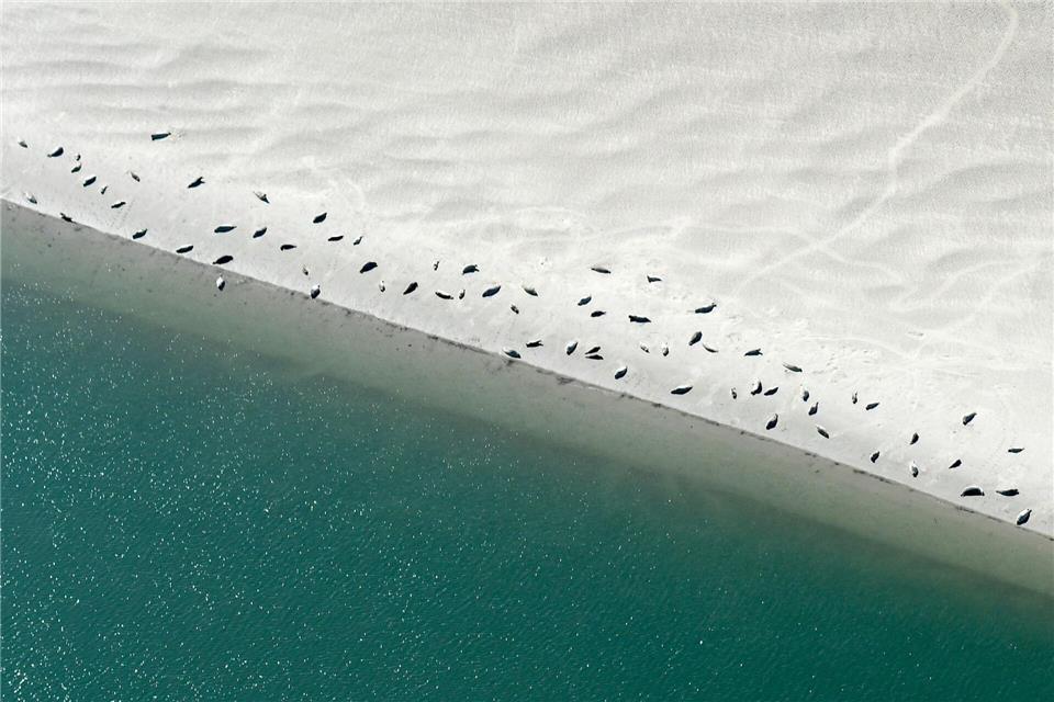 Bei Ebbe faulenzen viele Seehunde auf den Sandbänken. Lennart Stock/dpa