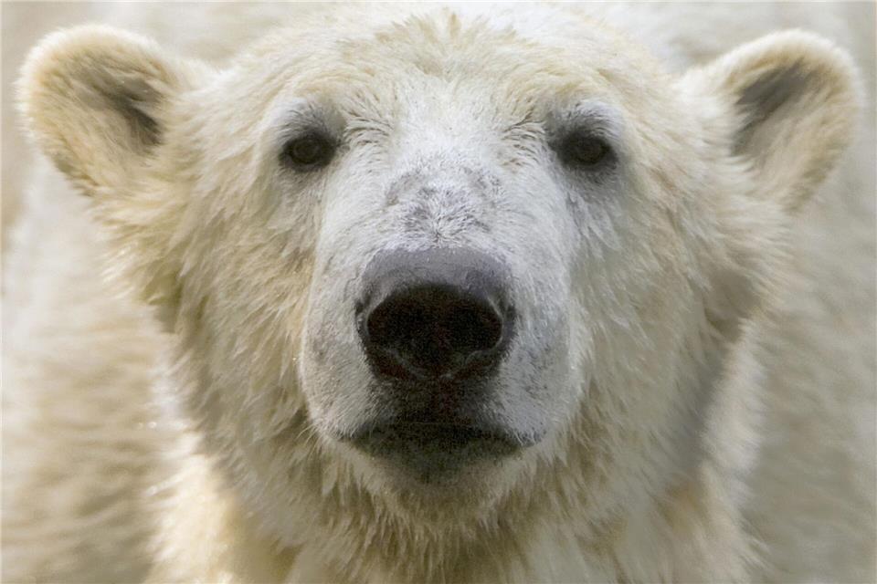 Bei Eisbär Knut spielten die Besucher und Medien des Berliner Zoos lange verrückt. (Archivbild)picture alliance / dpa