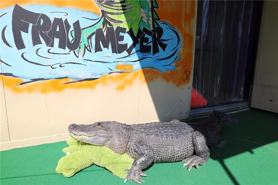 Bei Familie Kaulis in Elmenhorst im Landkreis Nordwestmecklenburg lebt ein Alligator im Garten.Stefan Tretropp/dpa