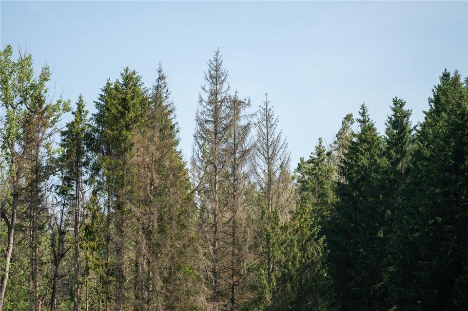 Bei Gefahr durch Stürme meiden auch Forstwirtinnen und Forstwirte den Wald (Symbolbild).Silas Stein/dpa