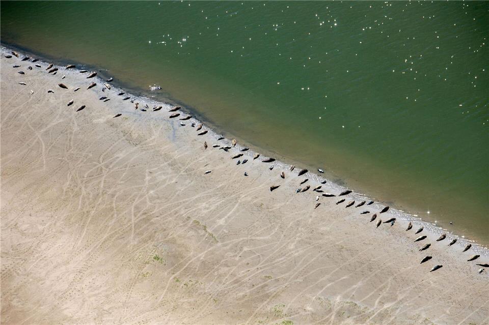 Bei Niedrigwasser lassen sich die Tiere gut zählen. (Archivbild)Hauke-Christian Dittrich/dpa
