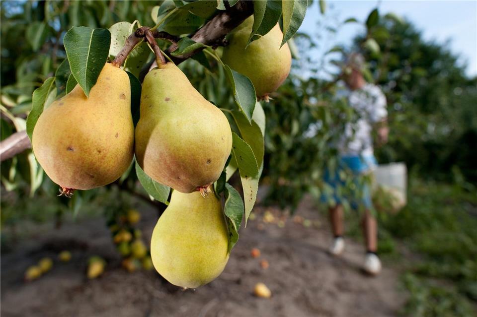 Bei Obst unterscheidet man bei der Ernte zwischen Baumreife und Genussreife.Klaus-Dietmar Gabbert/dpa-tmn