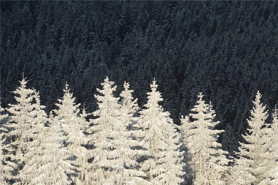 Bei Schnee entstehen spannende Kontraste.Patrick Seeger/dpa/dpa-tmn