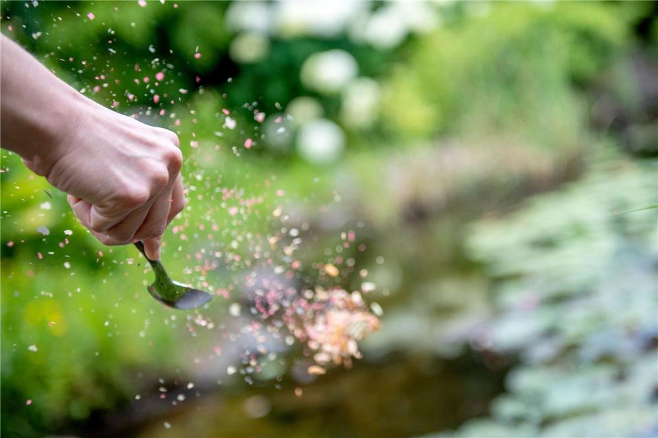 Bei Sommerhitze sollten Fische möglichst morgens oder abends gefüttert werden.picture alliance / dpa Themendienst
