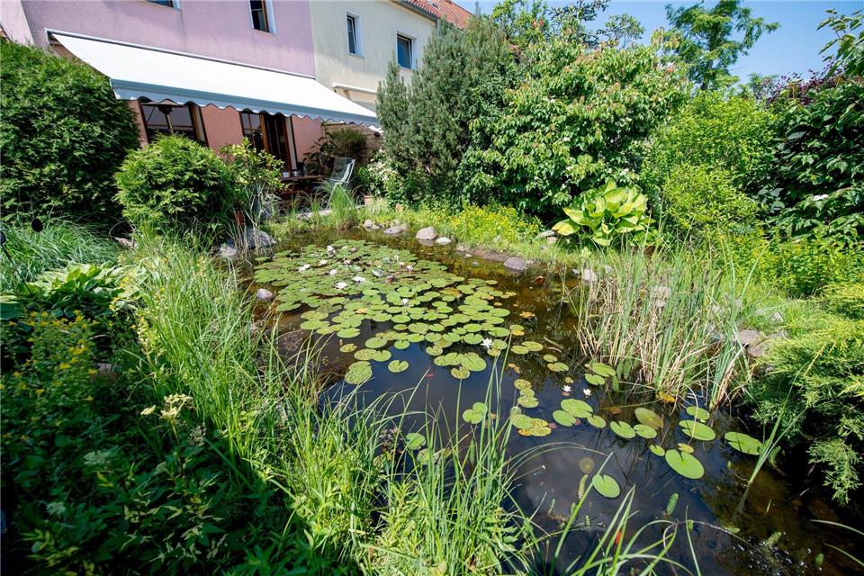 Bei Sommerhitze verdunstet viel Wasser – der Wasserstand im Teich sollte deshalb regelmäßig kontrolliert werden.picture alliance/dpa/dpa-tmn