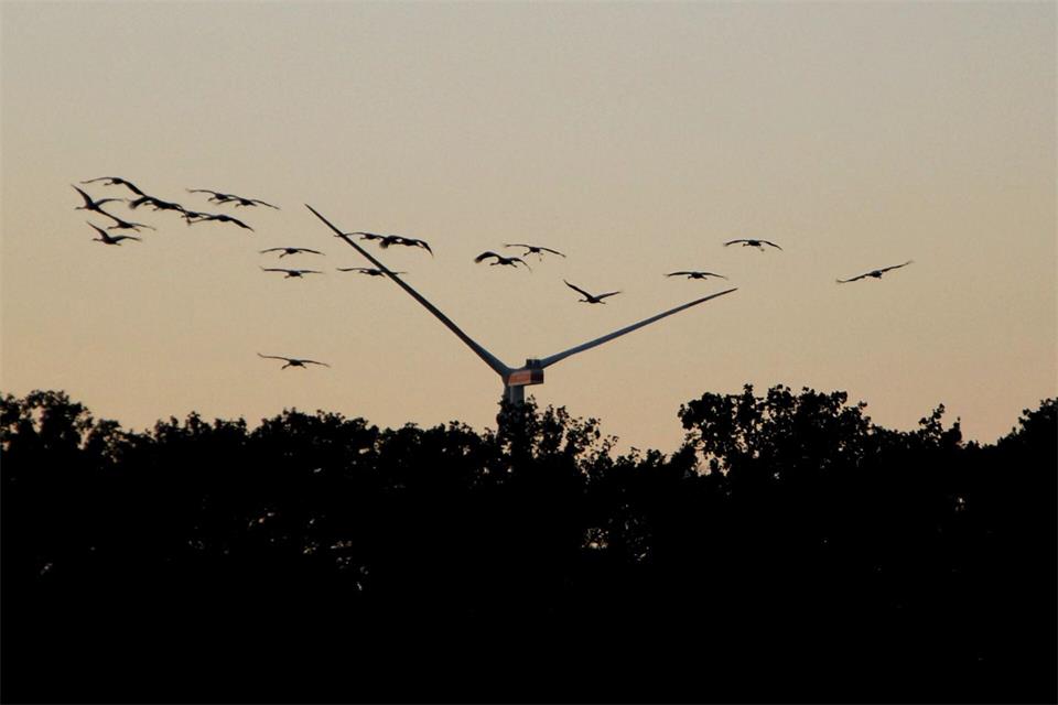 Bei Sonnenuntergang kehren die Kraniche zu ihrem Schlafplatz zurück. Anja Sokolow/dpa