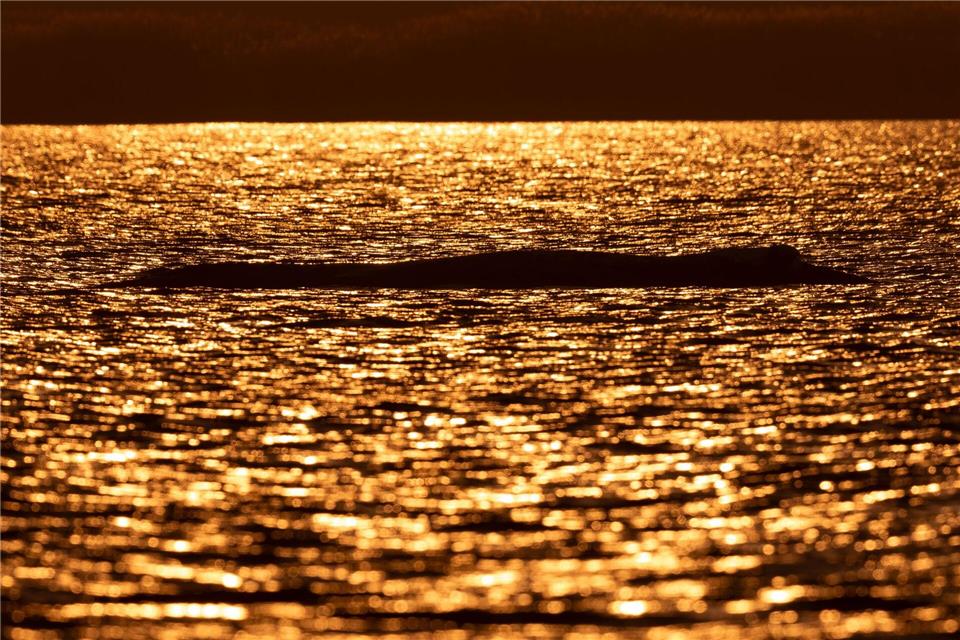 Bei Sonnenuntergang liegt der Buckelwal vor der Insel Poel.Jens Büttner/dpa