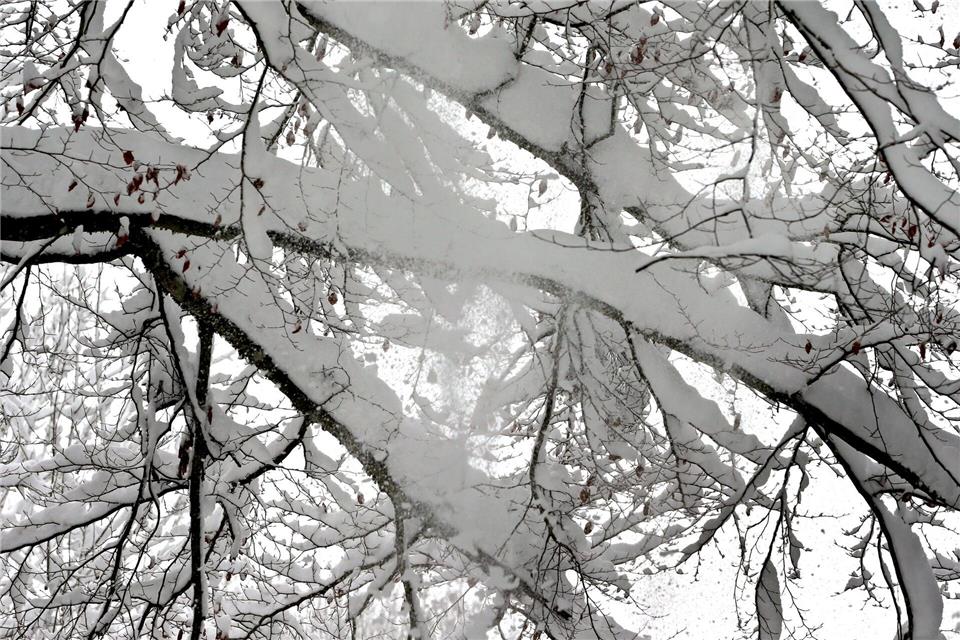 Bei Spaziergängen durch winterliche Parks sollten Bäume mit viel Schnee auf den Ästen gemieden werden (Symbolbild) Karl-Josef Hildenbrand/dpa