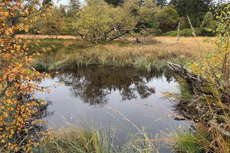 Bei Tageslicht nicht ganz so gruselig: Das Hochmoor Breungeshainer Heide im Vogelsberg. (Archivbild)Michael Bauer/dpa