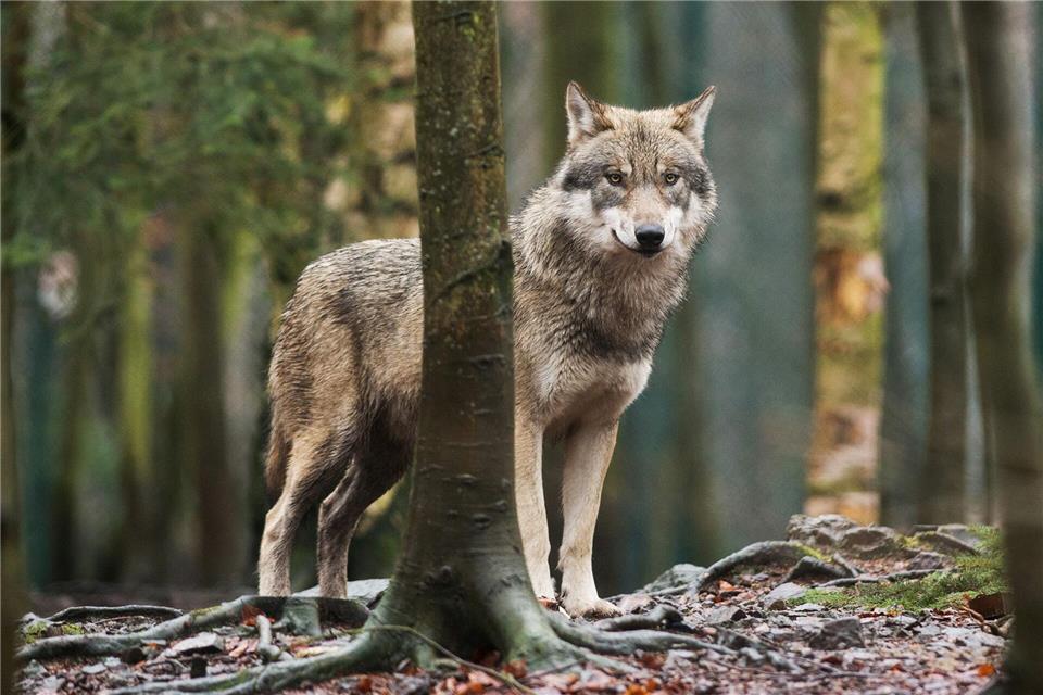 Bei Wolfsschutzmaßnahmen muss es manchmal schnell gehen, damit keine Wiederholungstäter entstehen. (Archivbild)Klaus-Dietmar Gabbert/dpa-Zentralbild/dpa