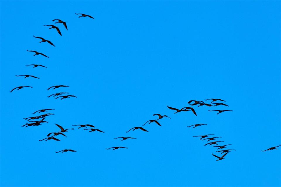 Bei aktuellen Zählungen wurden etwa 32.000 der Großvögel gezählt – deutlich weniger als in den Vorjahren.Jens Büttner/dpa