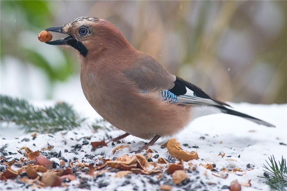 Bei anhaltendem Frost und Schnee freuen sich Vögel im Garten über Futter.picture alliance/dpa/dpa-Zentralbild