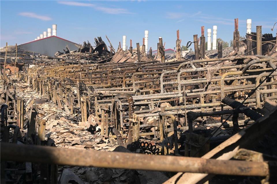 Bei dem Brand in einer Schweinemastanlage in Coswig starben rund 20.000 Schweine. (Archivbild) Heiko Rebsch/dpa