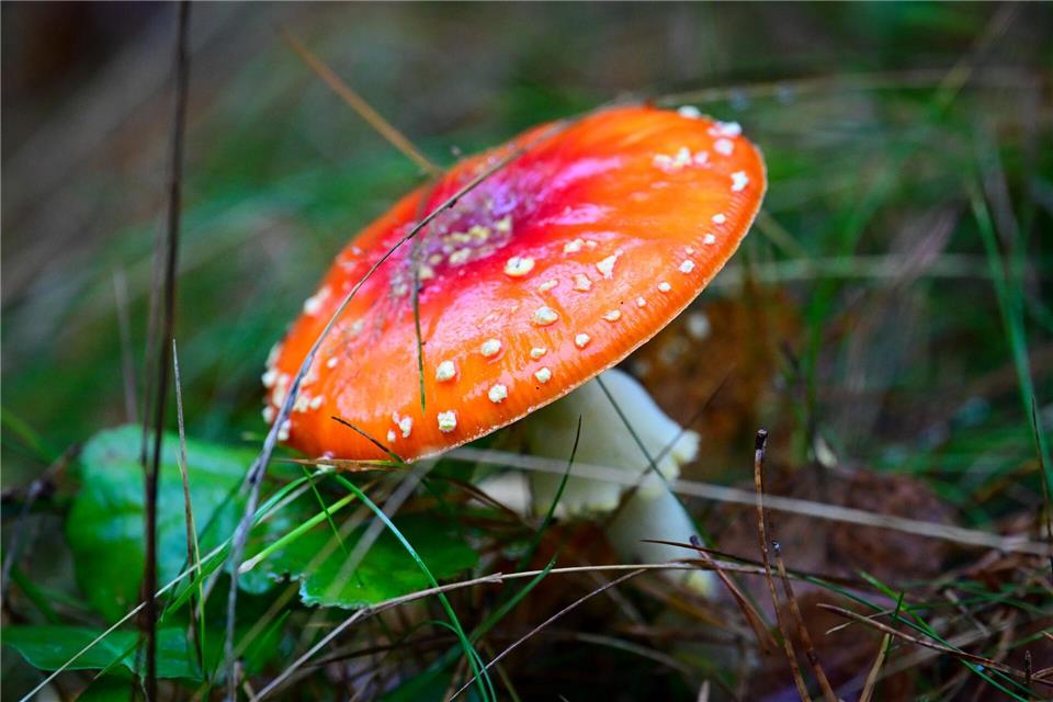 Bei dem Fliegenpilz-Giftstoff Muscimol handelt es sich den Angaben nach um einen psychoaktiven Stoff. (Foto Illustration)Soeren Stache/dpa