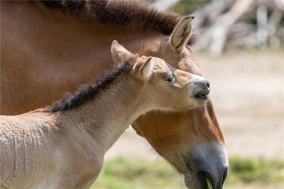 Bei dem Fohlen handelt es sich laut Tierpark um einen kleinen Hengst. Julien Huber/Tierpark Hellabrunn/dpa