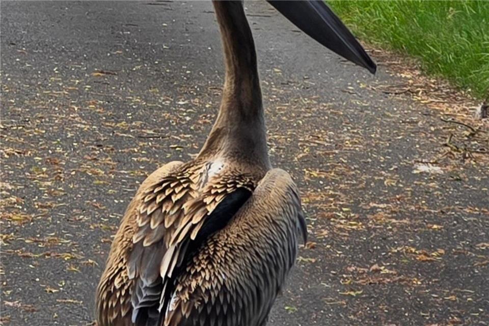 Bei dem Pelikan soll es sich laut Experten um einen Jungvogel handeln. Handout / Berlin/Tiernothilfe Schwalmstadt/dpa