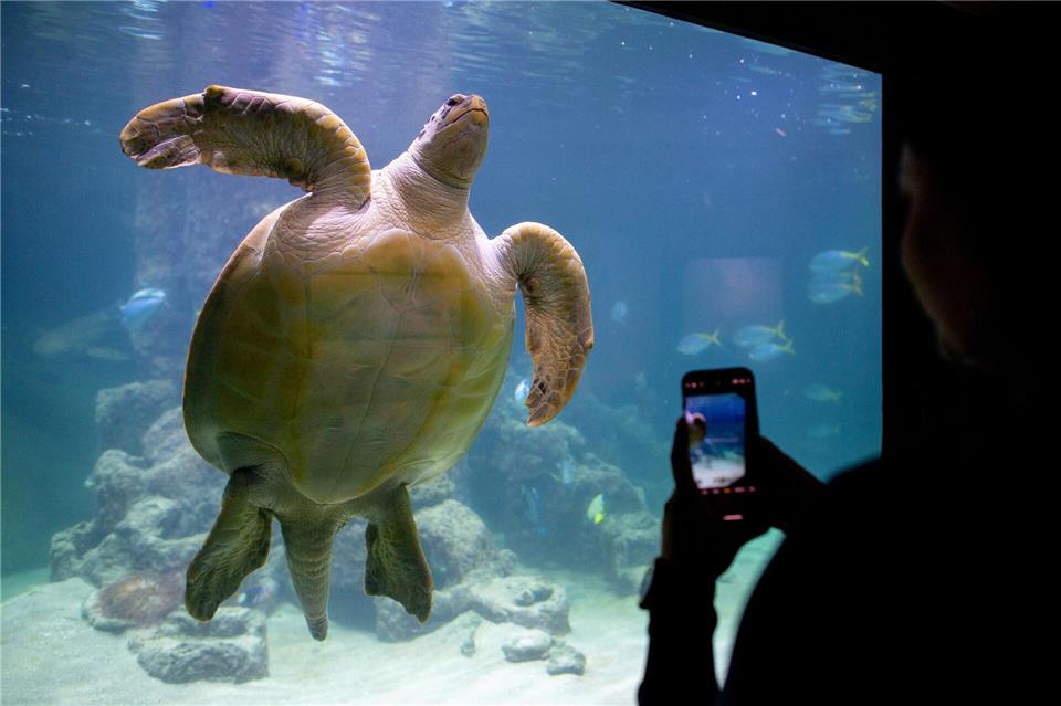 Meeresschildkröte Ernie teilt sich Aquarium-WG mit Haien Bei den Aquariumsgästen zählt Meeresschildkröte Ernie schon zu den Besucherlieblingen. Hauke-Christian Dittrich/dpa