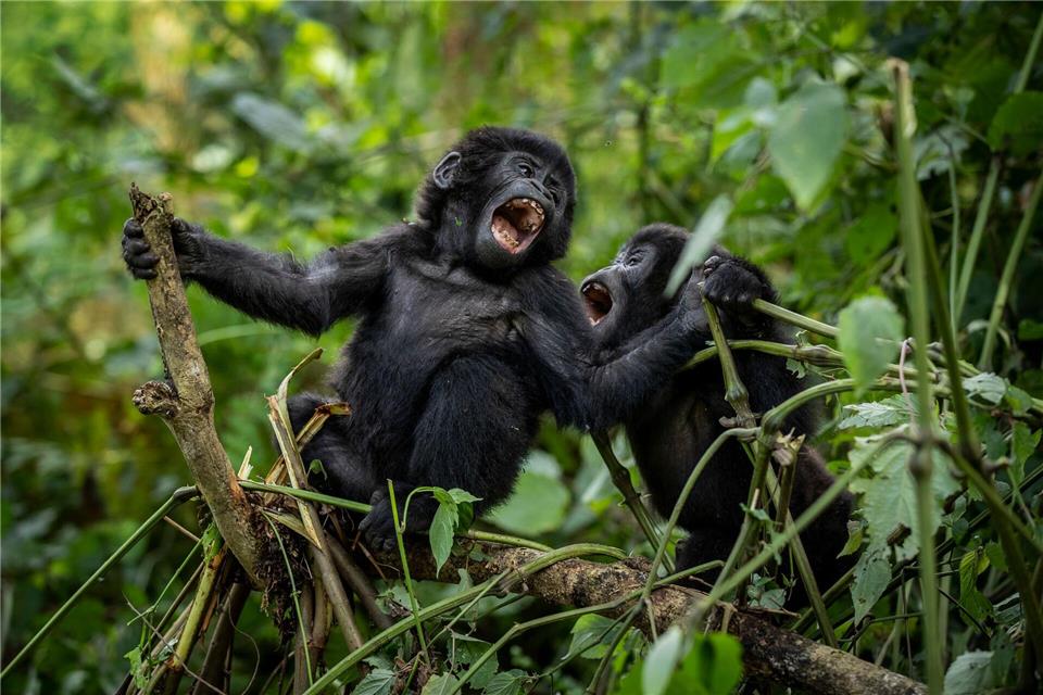Bei den Berggorillas haben Artenschutz-Maßnahmen Wirkung gezeigt.Uncredited/AP/dpa