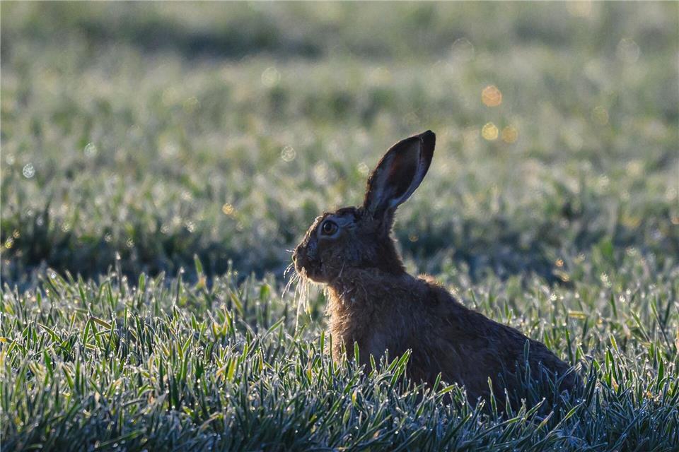 Bei den Brandenburger Feldhasen wurden im vergangenen Herbst etwas mehr Hasen gezählt als im Frühjahr. (Symbolbild)Patrick Pleul/dpa