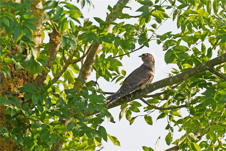 Bei den Kuckucken hört man in der Regel nur die Männchen rufen. (Symbolbild)picture alliance/dpa