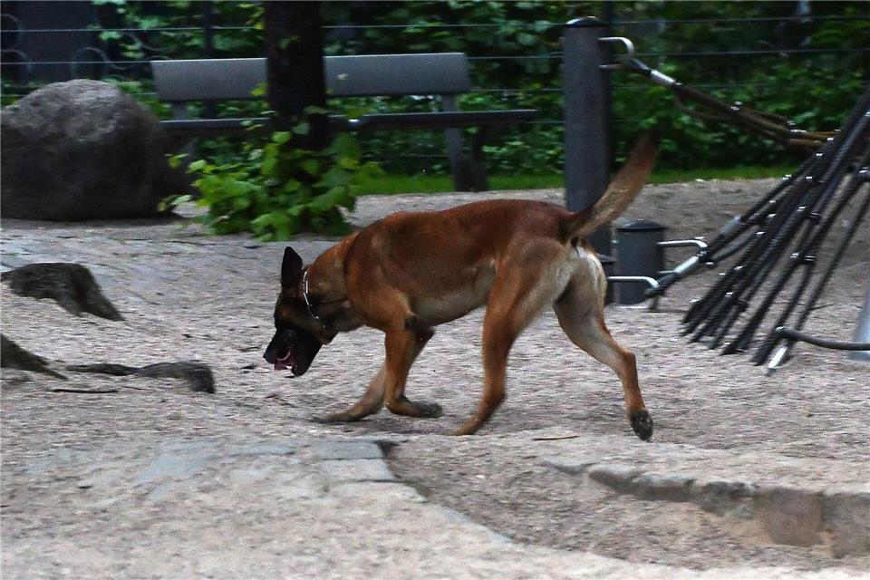 Wolfenbüttel: Kleinkind schluckt Drogen - schwer verletzt Bei den Suchmaßnahmen nach weiteren Drogen wurden auch Spürhunde eingesetzt. (Symbolbild)picture alliance / Paul Zinken/dpa