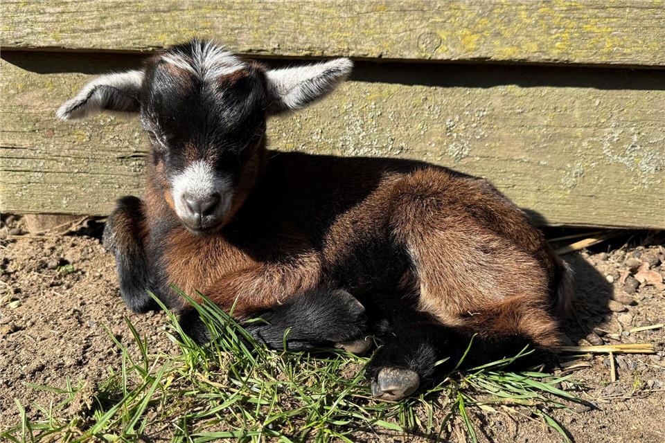 Bei den Ziegen ist der erste Nachwuchs da.Michael Bauer/DPA