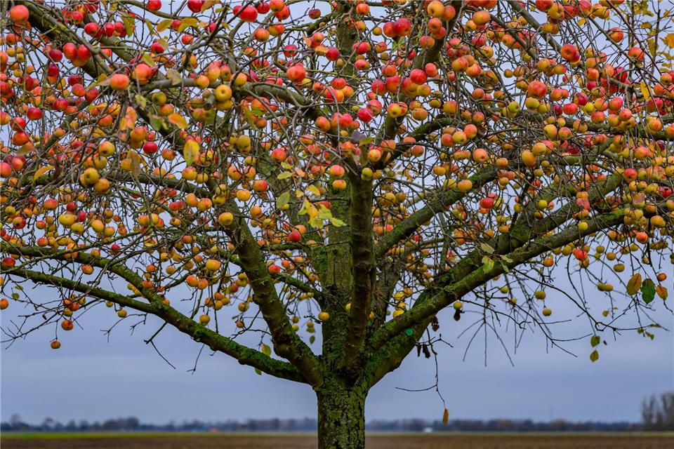 Bei den norddeutschen Obstbautagen werden Innovationen vorgestellt. Patrick Pleul/dpa