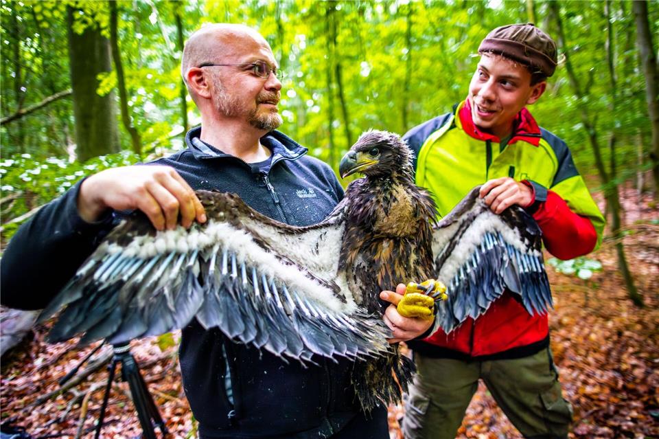 Rekord bei Seeadlern in Mecklenburg-Vorpommern erwartet Bei der Beringung werden die Vögel auch vermessen und untersucht.Jens Büttner/dpa
