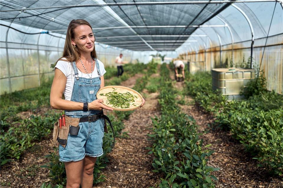 Der Matcha-Boom: Vorreiterin setzt auf deutschen Teeanbau Bei der Ernte ist Handarbeit gefragt.Michael Ukas/dpa