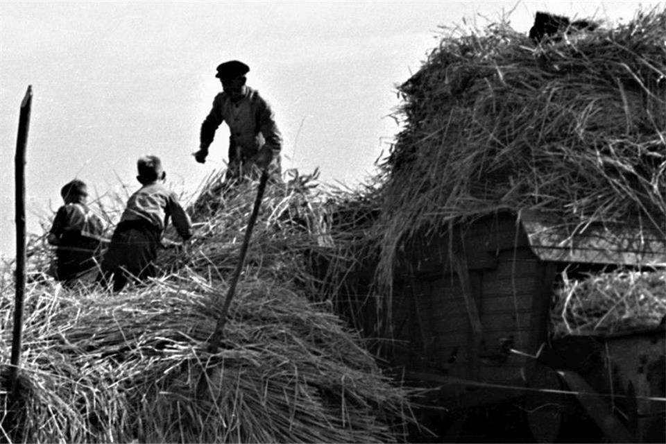 Bei der Ernte und auf dem Feld zu helfen war für viele Kinder in den 1940er und 50er Jahren üblich.