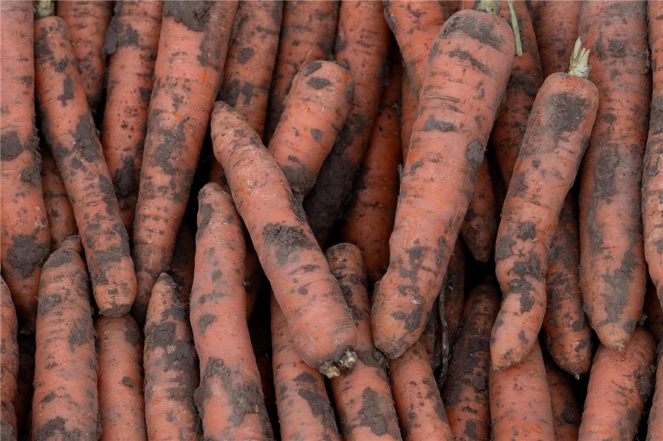 Bei der Förderung des Bio-Anbaus ist nach Ansicht des Verbandes BÖLW noch viel Luft nach oben. (Archivbild)Swen Pförtner/dpa