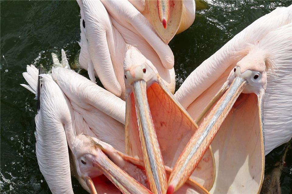 Bei der Fütterung zeigen die Rosapelikane vollen Einsatz. Bernd Wüstneck/dpa