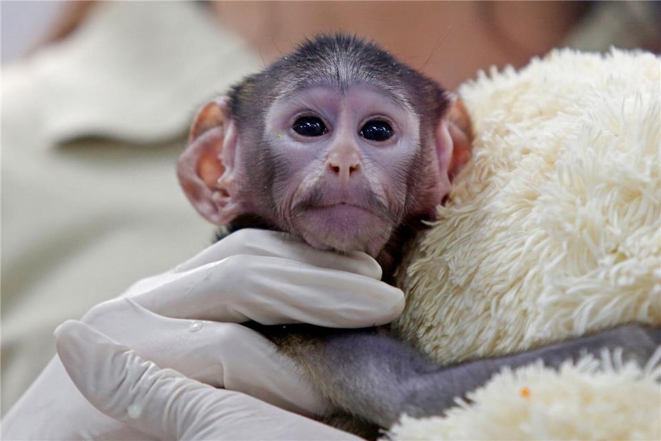 Bei der Geburt vor knapp zwei Monaten wog das Äffchen bloß 443 Gramm.Fernando Carranza Garcia/dpa