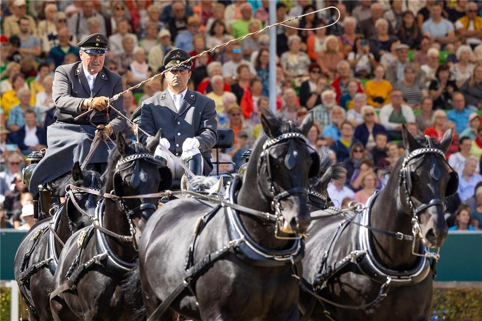 Mehr als 130 Pferde bei Moritzburger Hengstparade Bei der Hengstparade zeigten auch schwere Warmbluthengste ihr Können.Jürgen Lösel/dpa