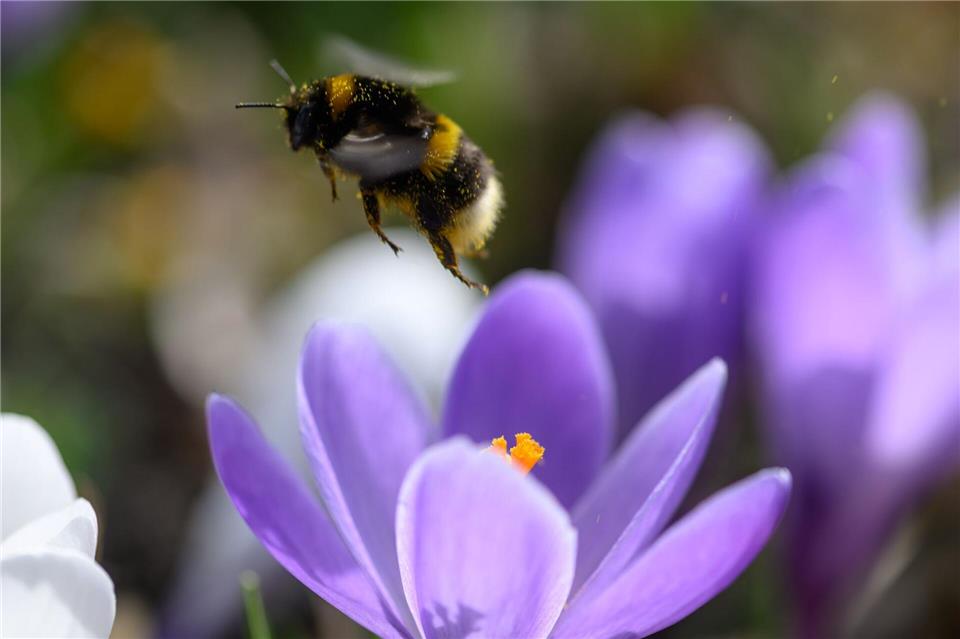 Bei der Hummel-Challenge kann jeder mitmachen (Foto Archiv).Hendrik Schmidt/dpa