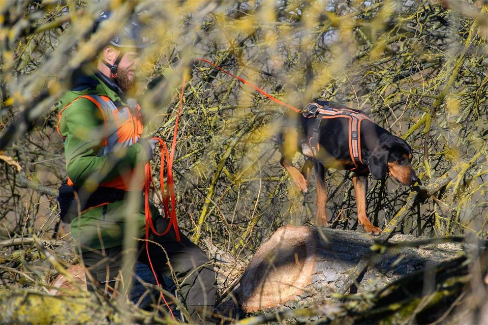 Bei der Jagd auf den Asiatischen Laubholzbockkäfer kommen auch spezielle Spürhunde zum Einsatz. (Archivbild)Klaus-Dietmar Gabbert/dpa