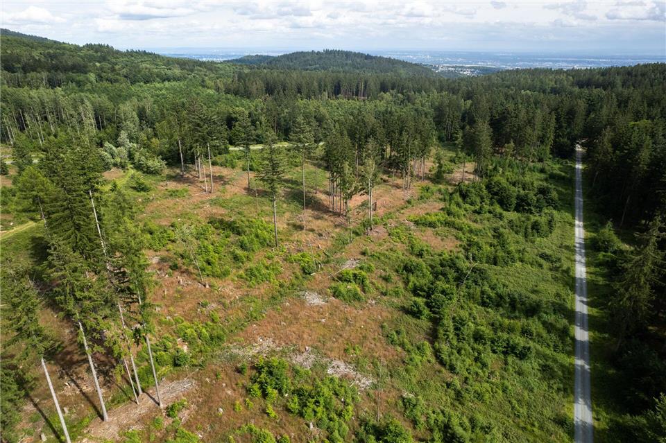 Bei der Naturverjüngung sorgen die Förster für einen gesunden Mix.Lando Hass/dpa