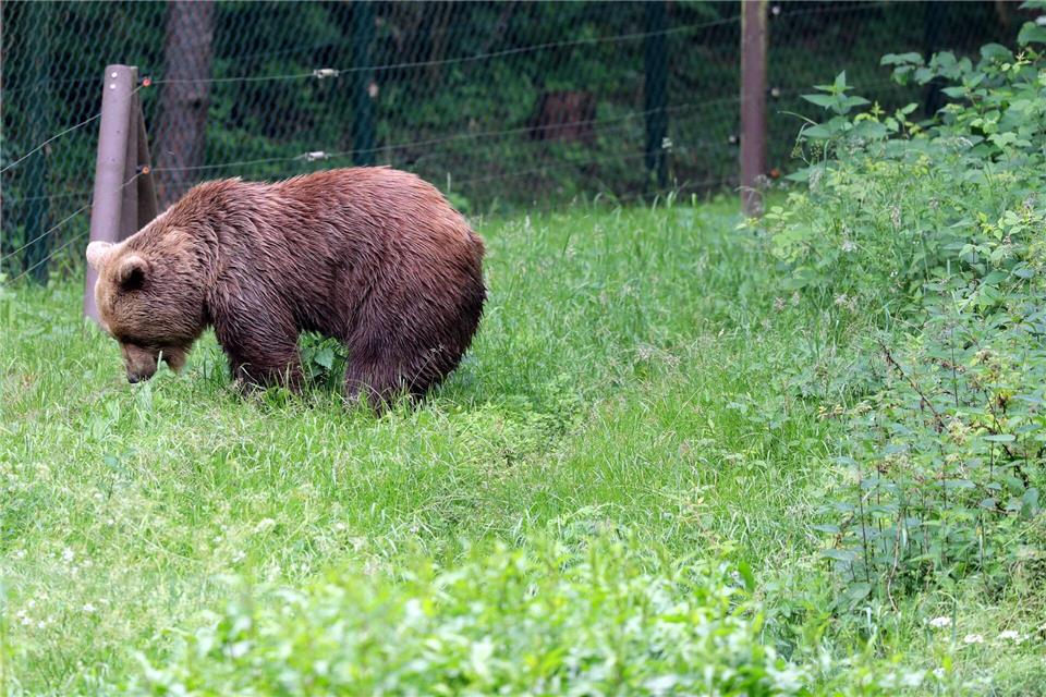 Bei der Untersuchung der Braunbärin Ida zeigte sich laut Experten, dass ein Weiterleben nur mit schweren und nicht behandelbaren Schmerzen verbunden gewesen wäre. (Archivbild)picture alliance / Jens Büttner/dpa-Zentralbild/ZB
