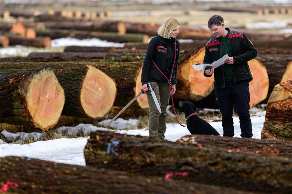 Bei der Versteigerung der Landesforsten werden Douglasie, Lärche und Kiefer angeboten. Philipp Schulze/dpa