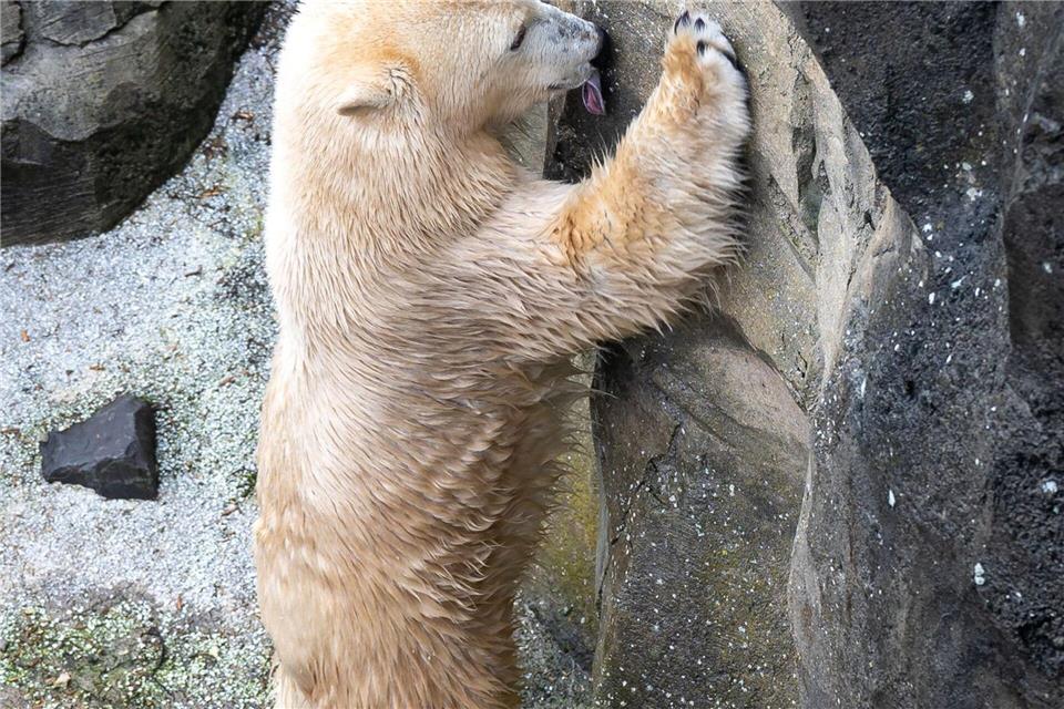 Bei der jährlichen Inventur im Zoo am Meer Bremerhaven werden die Tiere auch gemessen. (Archivbild)Sina Schuldt/dpa