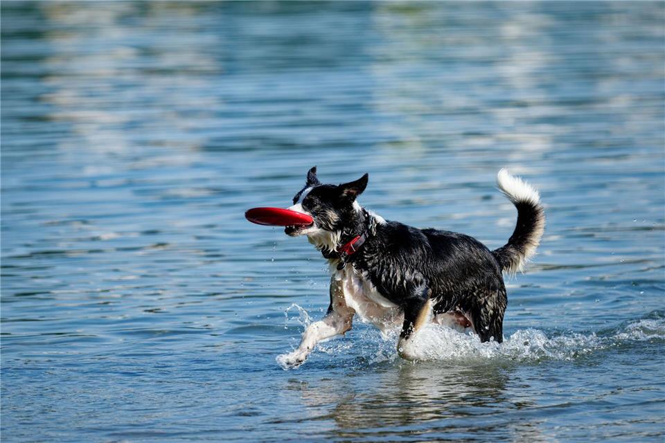 Bei der sogenannten Wasserrute handelt es sich um eine schmerzhafte Muskelerkrankung am Rutenansatz.picture alliance/dpa