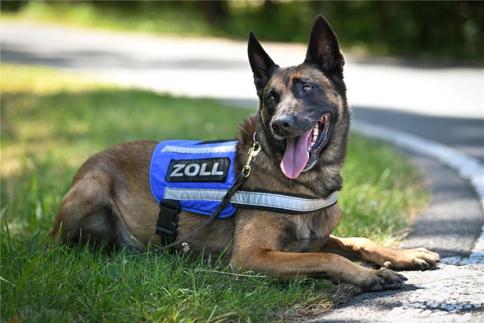 Bei deutlich mehr als 30 Grad muss sich auch ein Zollhund im Einsatz im Schatten ausruhen.Heiko Rebsch/dpa