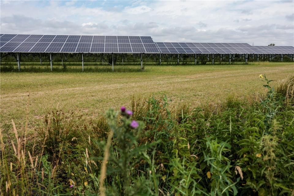 Bei einem Agri‑PV‑Park werden Landwirtschaft und Solarstromerzeugung verbunden. In Lemwerder im Landkreis Wesermarsch werden auf rund 18 Hektar Land Milchviehhaltung mit der Stromerzeugung aus Solarenergie verknüpft.Focke Strangmann/dpa