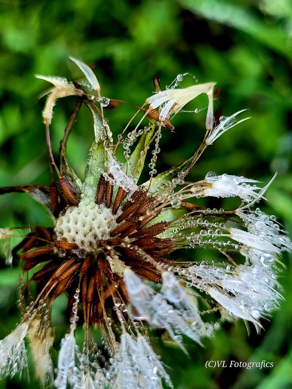 Bei einem Herbstspaziergang in Rhede hat   Lisette Vinnepand dieses besondere Fo...