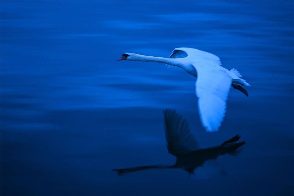 Bei einem Schwan am Bodensee wurde die Vogelgrippe nachgewiesen. (Symbolbild)Felix Kästle/dpa