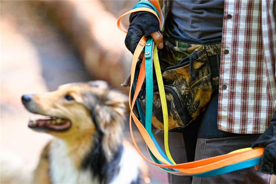 Wenn der Job vier Pfoten hat Bei einem Zweithund aus derselben Familie gibt es bei der Dogwalkerin 20 Prozent Rabatt.Uwe Anspach/dpa