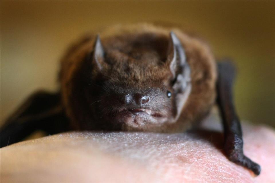 Bei einer Breitflügelfledermaus in Würzburg ist das Tollwutvirus nachgewiesen worden. (Symbolbild: Zwergfledermaus)Karl-Josef Hildenbrand/dpa